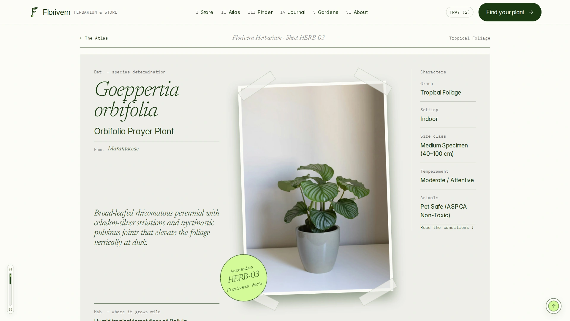 Florivern - Botanical Storefront, Plant Shop & Herbarium Framer Template (Screenshot 11 of 20)