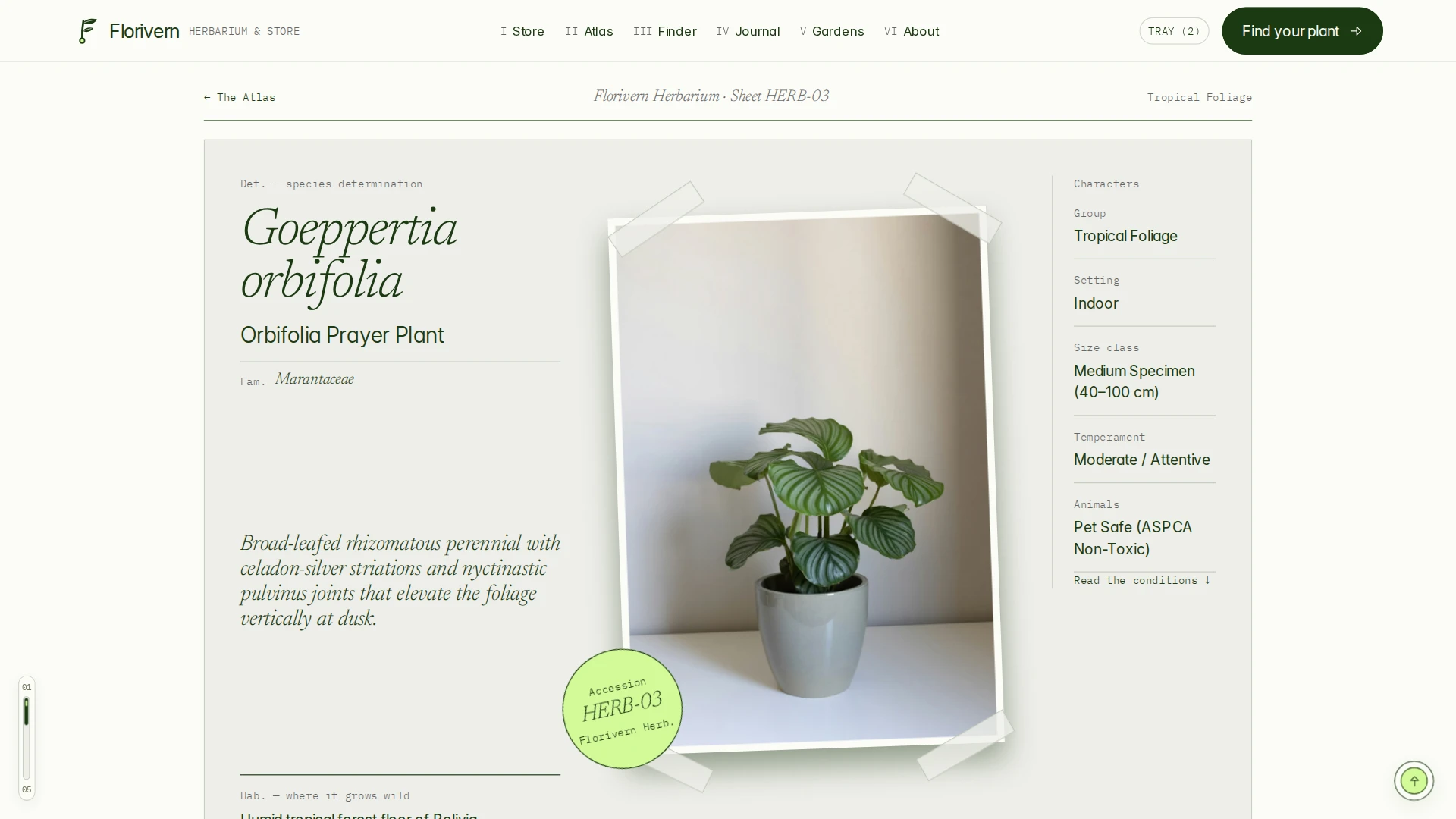 Florivern - Botanical Storefront, Plant Shop & Herbarium Framer Template (Screenshot 11 of 20)